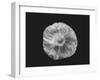 Poppy in mono-Lotte Grønkjær-Framed Photographic Print