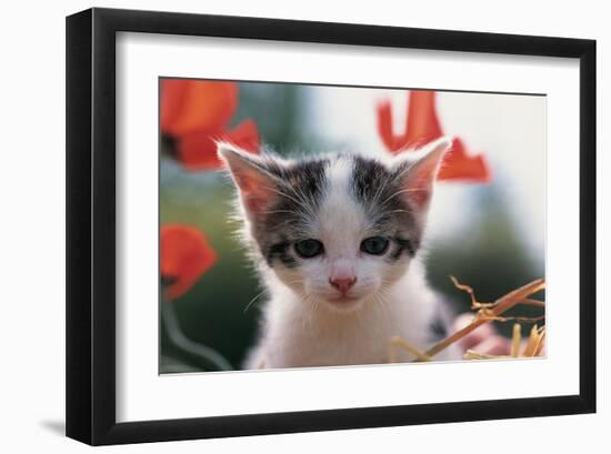 Poppy Kitten-null-Framed Art Print