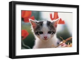Poppy Kitten-null-Framed Art Print