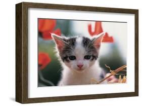 Poppy Kitten-null-Framed Art Print