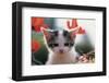 Poppy Kitten-null-Framed Art Print