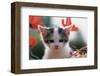 Poppy Kitten-null-Framed Art Print