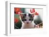 Poppy Kitten-null-Framed Art Print