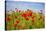 Poppy Landscape-artlosk-Stretched Canvas