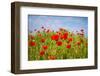 Poppy Landscape-artlosk-Framed Photographic Print