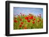 Poppy Landscape-artlosk-Framed Photographic Print