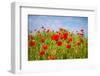 Poppy Landscape-artlosk-Framed Photographic Print