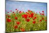 Poppy Landscape-artlosk-Mounted Photographic Print