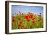 Poppy Landscape-artlosk-Framed Photographic Print