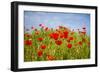 Poppy Landscape-artlosk-Framed Photographic Print