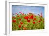 Poppy Landscape-artlosk-Framed Photographic Print