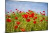 Poppy Landscape-artlosk-Mounted Photographic Print