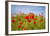 Poppy Landscape-artlosk-Framed Photographic Print