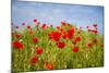 Poppy Landscape-artlosk-Mounted Photographic Print