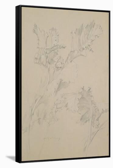 Poppy Leaves-Albert Williams-Framed Stretched Canvas