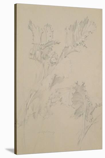 Poppy Leaves-Albert Williams-Stretched Canvas