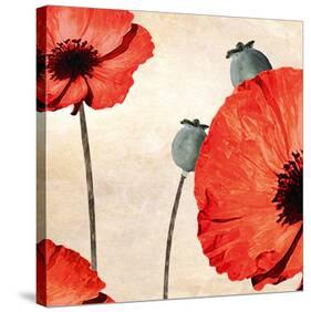 Poppy Love-James Worthington-Stretched Canvas