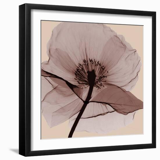 Poppy Love-Albert Koetsier-Framed Photographic Print