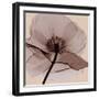 Poppy Love-Albert Koetsier-Framed Photographic Print