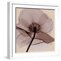 Poppy Love-Albert Koetsier-Framed Photographic Print