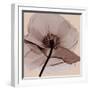 Poppy Love-Albert Koetsier-Framed Photographic Print