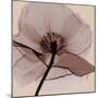 Poppy Love-Albert Koetsier-Mounted Photographic Print