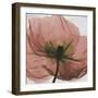 Poppy Marsala-Albert Koetsier-Framed Premium Giclee Print