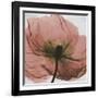 Poppy Marsala-Albert Koetsier-Framed Art Print