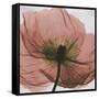 Poppy Marsala-Albert Koetsier-Framed Stretched Canvas