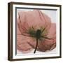 Poppy Marsala-Albert Koetsier-Framed Premium Giclee Print