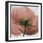 Poppy Marsala-Albert Koetsier-Framed Premium Giclee Print