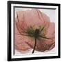 Poppy Marsala-Albert Koetsier-Framed Art Print