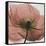 Poppy Marsala-Albert Koetsier-Framed Stretched Canvas