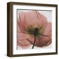 Poppy Marsala-Albert Koetsier-Framed Art Print