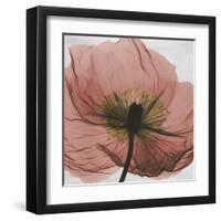 Poppy Marsala-Albert Koetsier-Framed Art Print