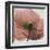 Poppy Marsala-Albert Koetsier-Framed Art Print