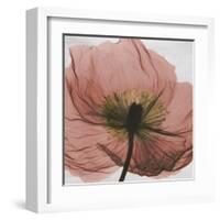 Poppy Marsala-Albert Koetsier-Framed Art Print