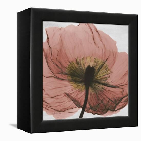 Poppy Marsala-Albert Koetsier-Framed Stretched Canvas