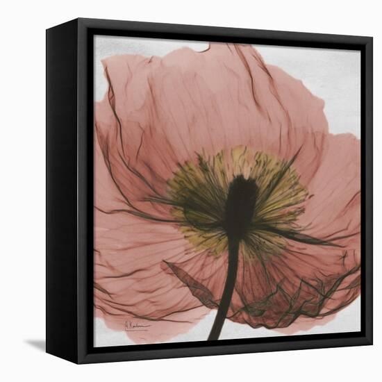 Poppy Marsala-Albert Koetsier-Framed Stretched Canvas