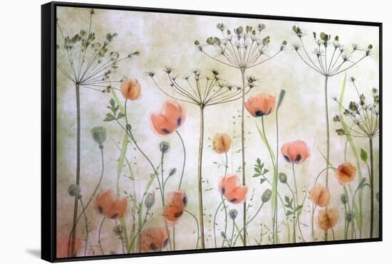 Poppy Meadow-Mandy Disher-Framed Stretched Canvas