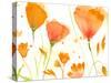 Poppy Moment-Sheila Golden-Stretched Canvas