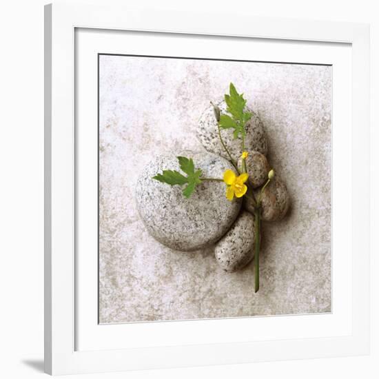 Poppy On Stone-Glen and Gayle Wans-Framed Giclee Print