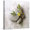 Poppy On Stone-Glen and Gayle Wans-Stretched Canvas