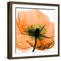 Poppy Orange-Albert Koetsier-Framed Photographic Print