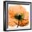 Poppy Orange-Albert Koetsier-Framed Photographic Print