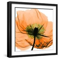 Poppy Orange-Albert Koetsier-Framed Photographic Print