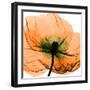 Poppy Orange-Albert Koetsier-Framed Photographic Print