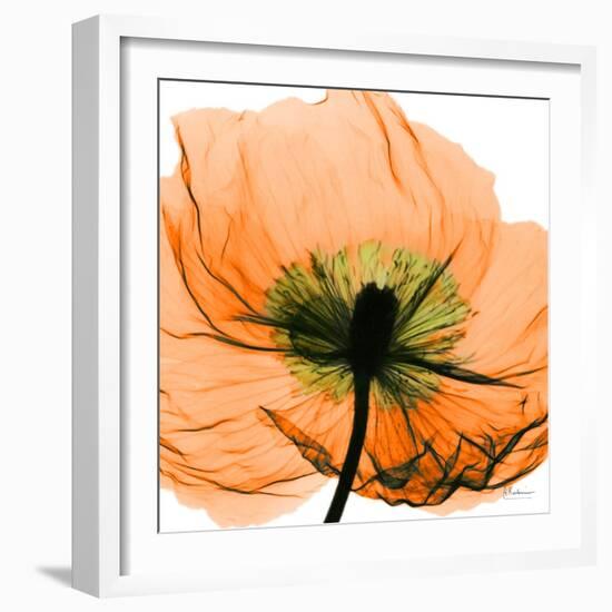 Poppy Orange-Albert Koetsier-Framed Photographic Print