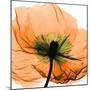 Poppy Orange-Albert Koetsier-Mounted Photographic Print