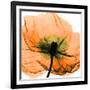 Poppy Orange-Albert Koetsier-Framed Photographic Print